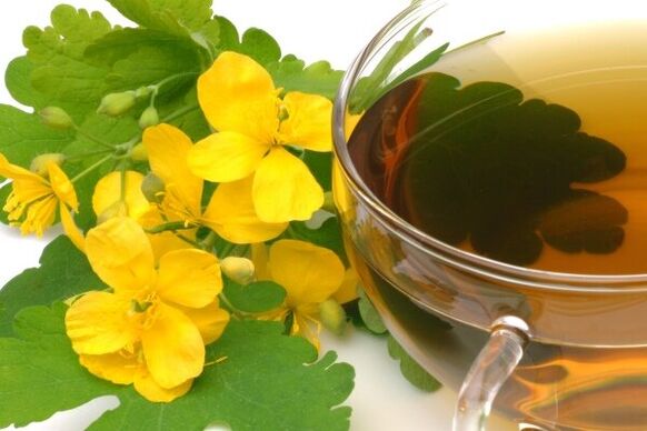 Infuso di celidonia per il trattamento della prostatite